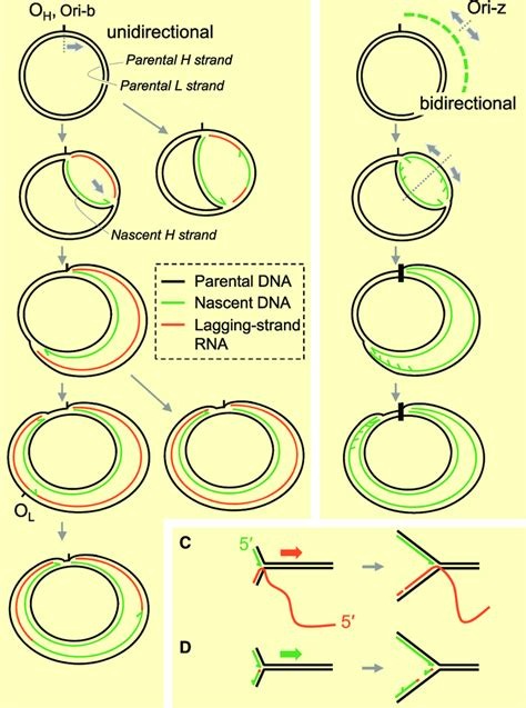 asynchronous dna replication